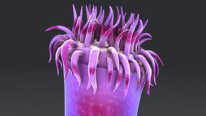 3d sea anemone