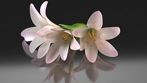 polianthes flower decoration 3D model