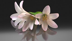 Polianthes tuberose perfume flowers pink decor