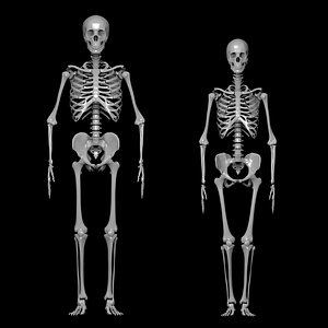 human bone