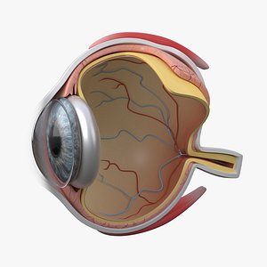 Eye Anatomy