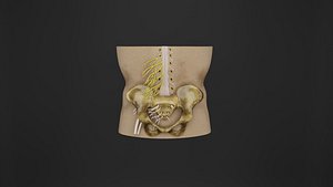 Human Anatomy-Lumbar plexus 3D model