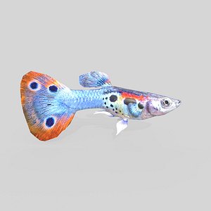 Guppy Fish Male V3 3D