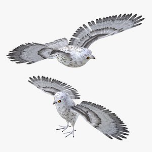 White Owl Bird Rigged