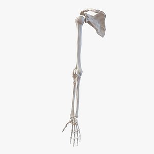 human arm bones 3d model