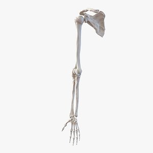 Human Arm Bones