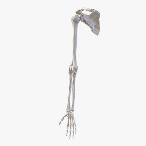 Human Arm Bones