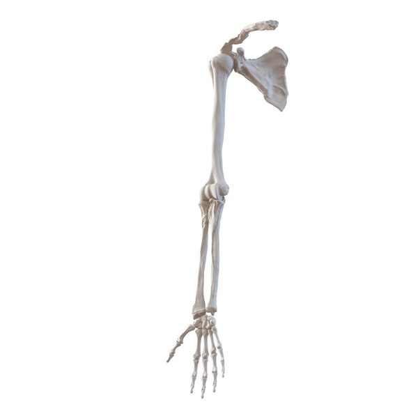 human arm bones 3d model