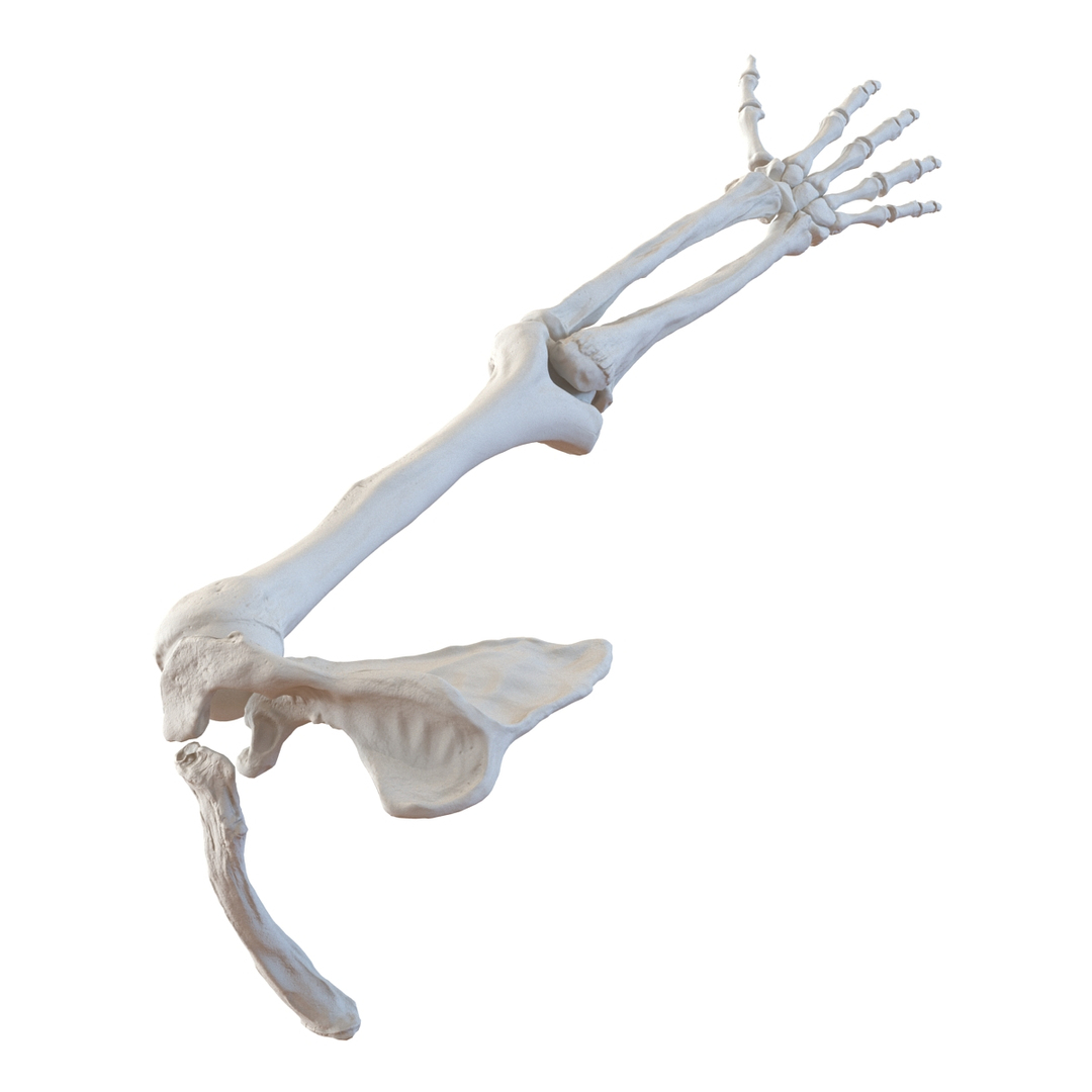 human arm bones 3d model