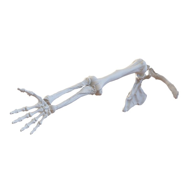 Human Arm Bones 3d Model