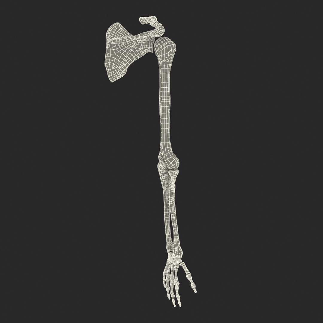 Human Arm Bones 3d Model