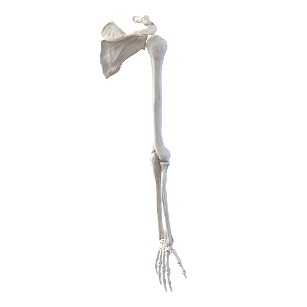 human arm bones 3d model