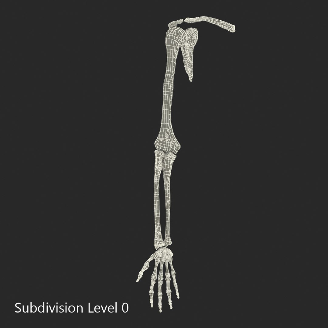 human arm bones 3d model