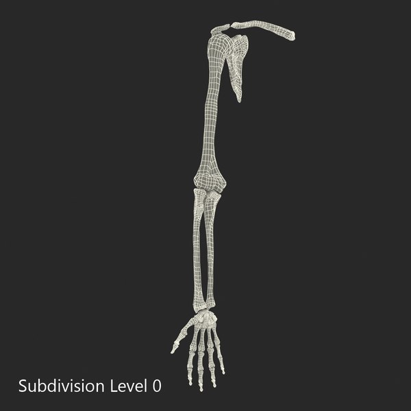 human arm bones 3d model