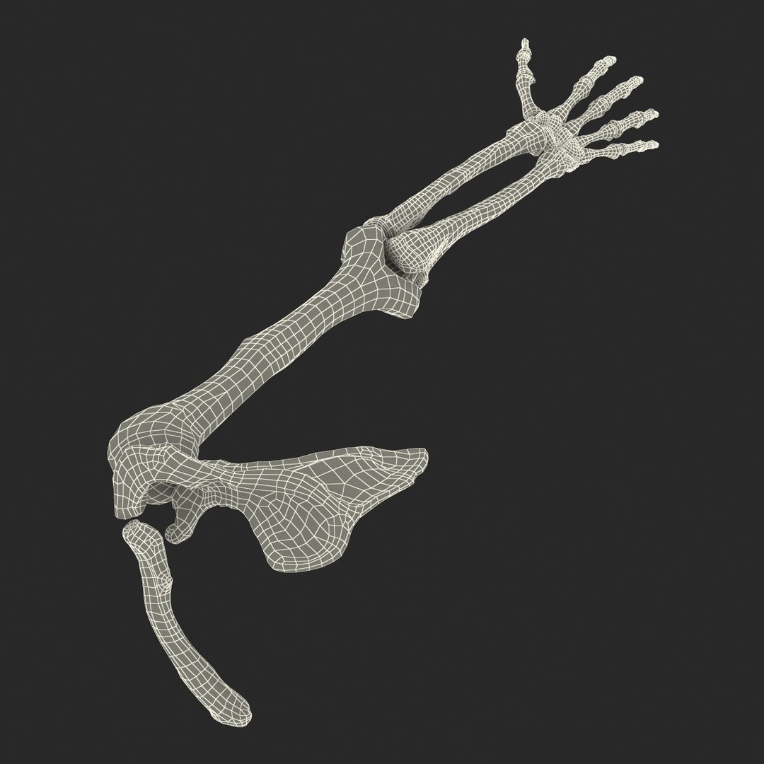 human arm bones 3d model