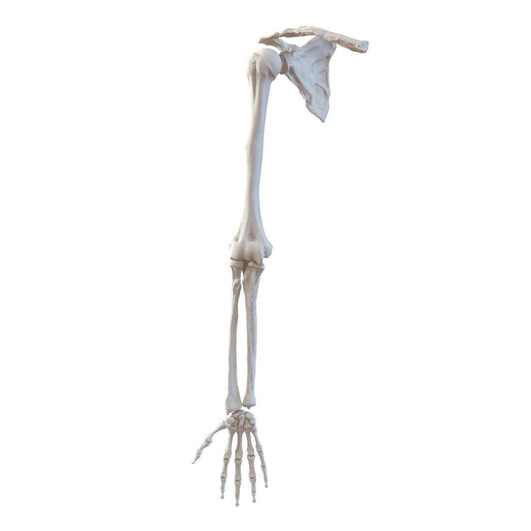 human arm bones 3d model