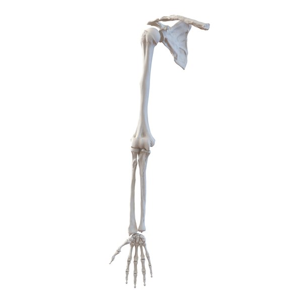 human arm bones 3d model