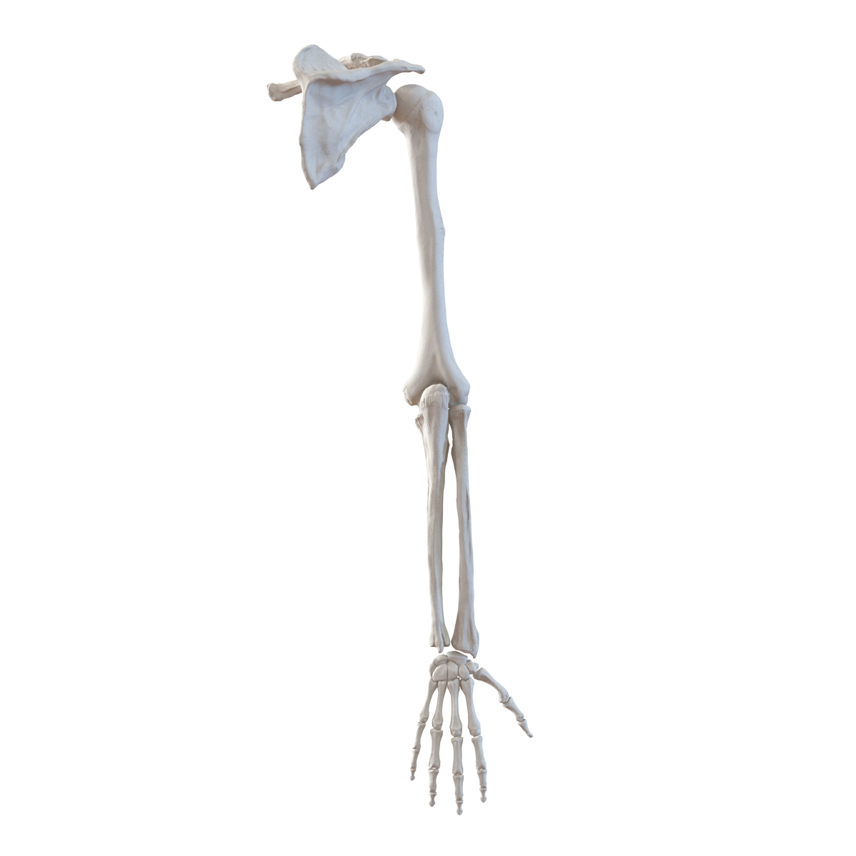 human arm bones 3d model