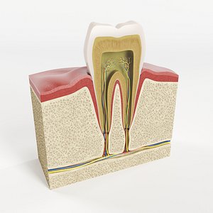 3D tooth structure model