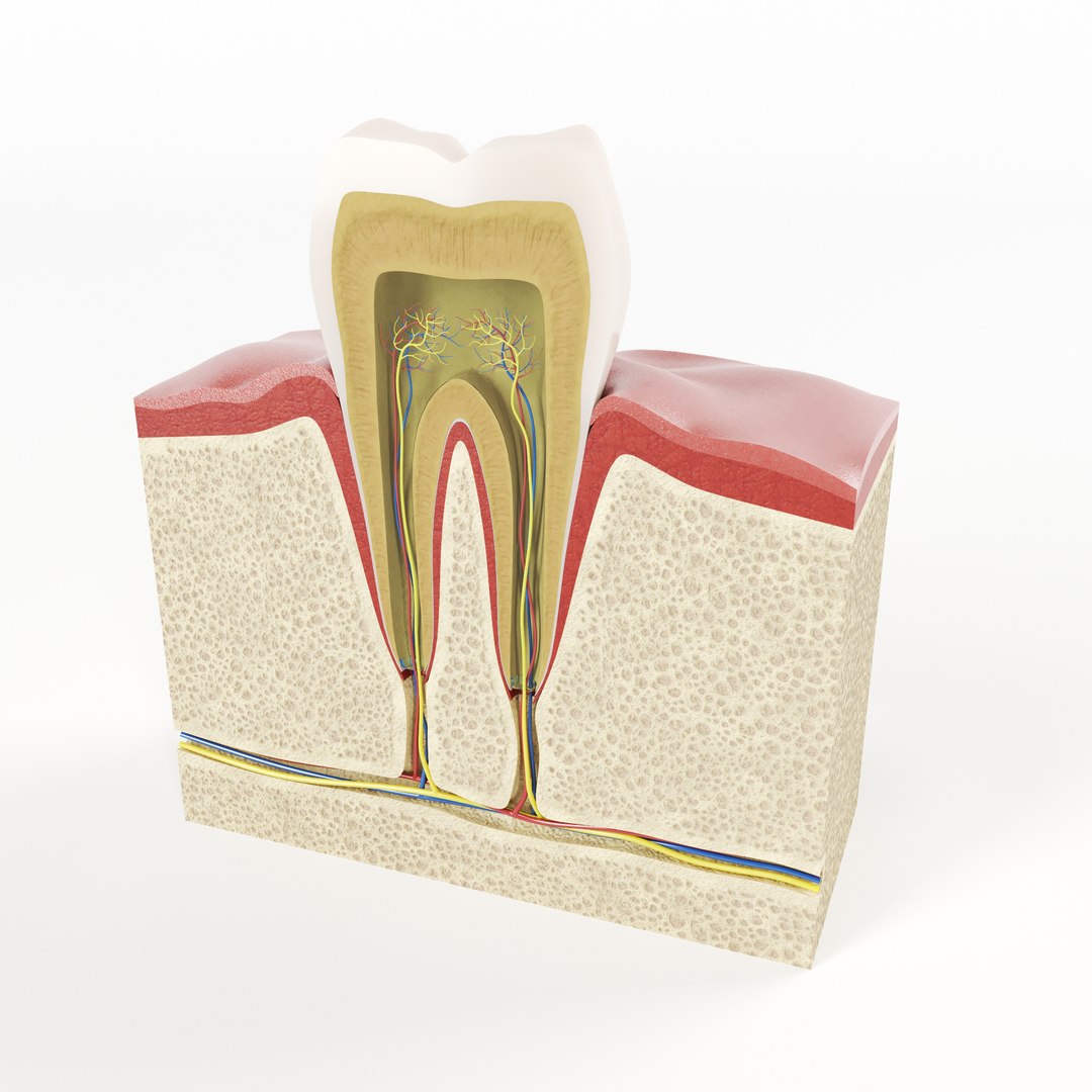 3D tooth structure model https://p.turbosquid.com/ts-thumb/TP/wRIOff/gLu50tb3/preview_0002/jpg/1509654148/1920x1080/fit_q87/72616bef702d9bc806f5e7d7281f08cdb207c11f/preview_0002.jpg