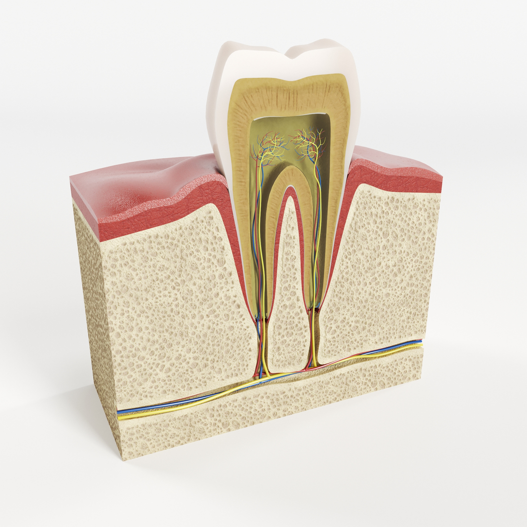 3d model of tooth structure