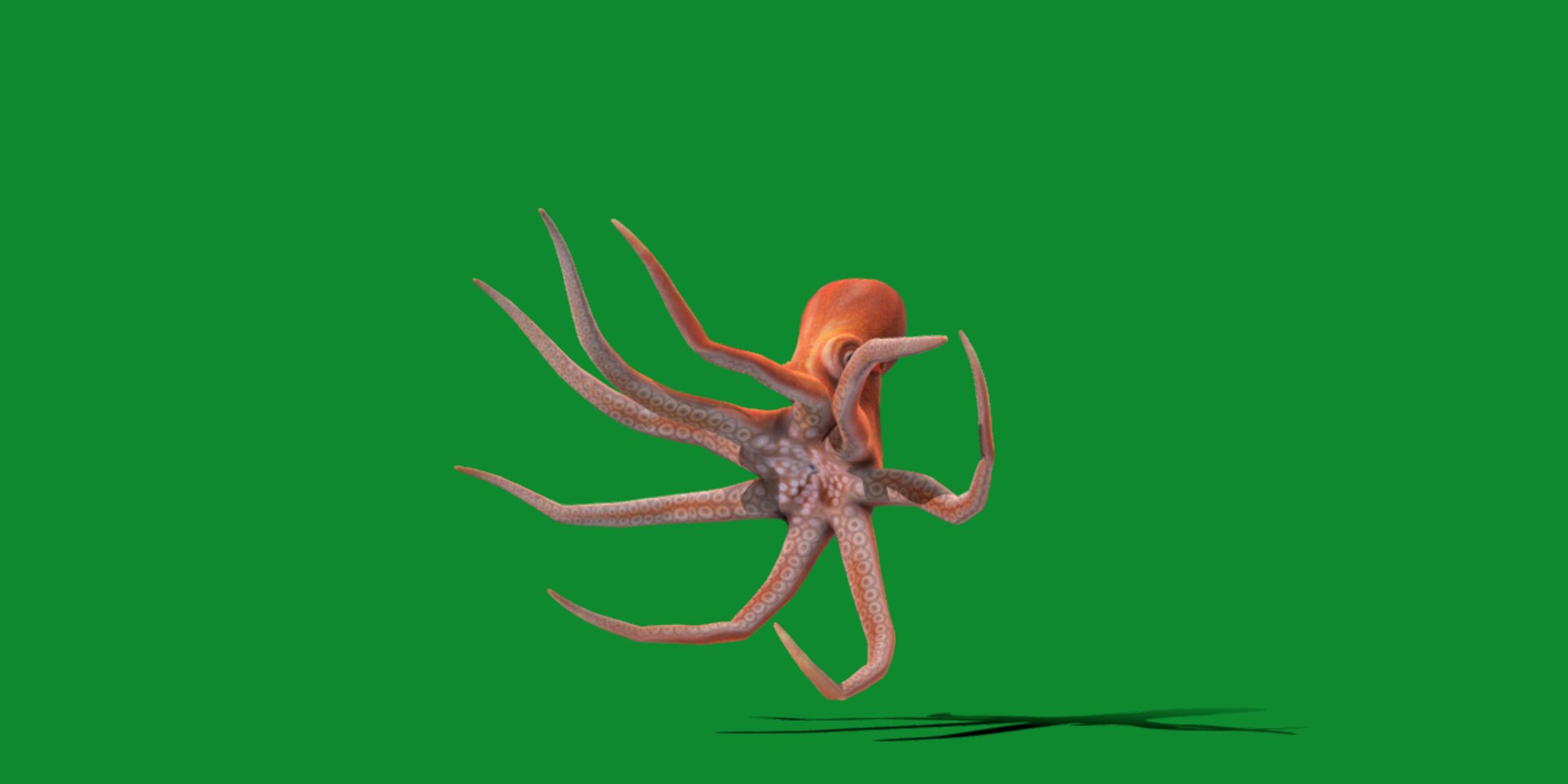 3D Octopus Model - TurboSquid 2303729