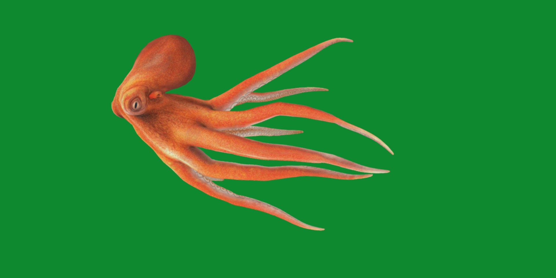 3D Octopus Model - TurboSquid 2303729
