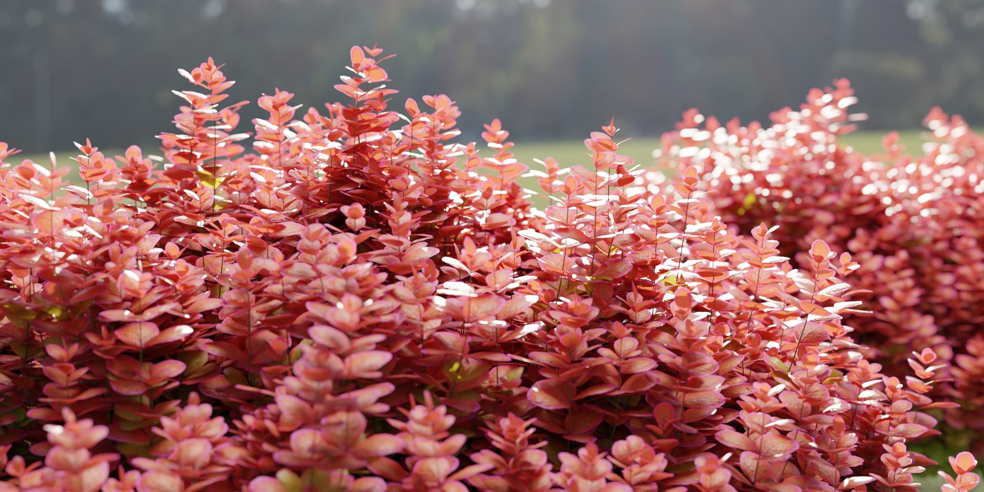 Ottawa barberry bushes collection vol 122-Blender 3D model https://p.turbosquid.com/ts-thumb/TQ/0fYmW7/x7/3/jpg/1710437110/1920x1080/fit_q87/713d6c7435786747faebf81e64f5976222c4a5e2/3.jpg