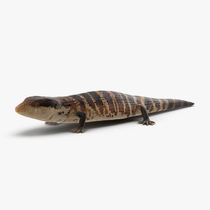 Blue Tongued Skink