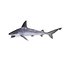 Sandbar Shark Pose 2 3D Model