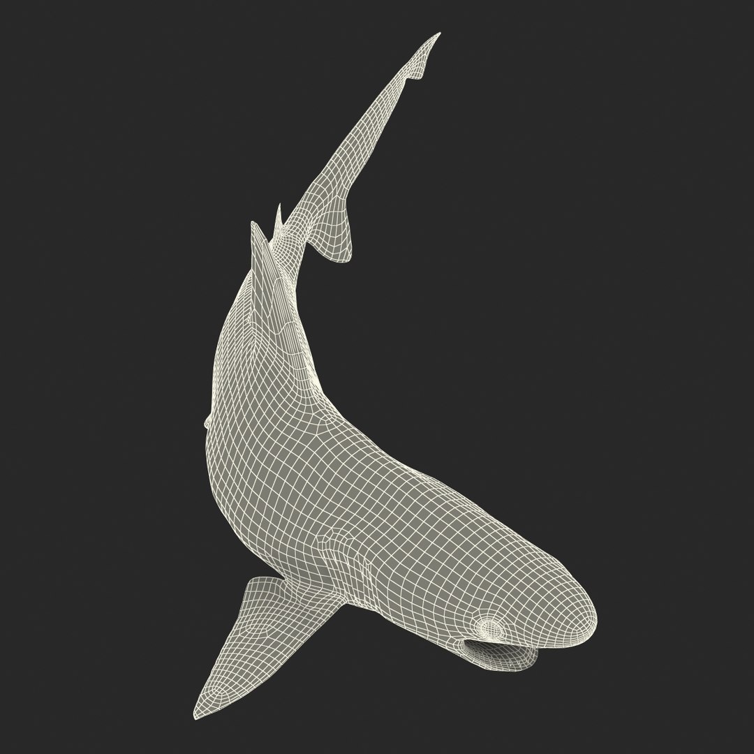 3d sandbar shark pose 2 https://p.turbosquid.com/ts-thumb/TQ/L1lHY2/5XUVpOqH/sandbarshark3dmodel24/jpg/1453577815/1920x1080/fit_q87/fdd998fb63767dea8e33a01e1f1baeeee6702a3f/sandbarshark3dmodel24.jpg