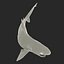 Sandbar Shark Pose 2 3D Model