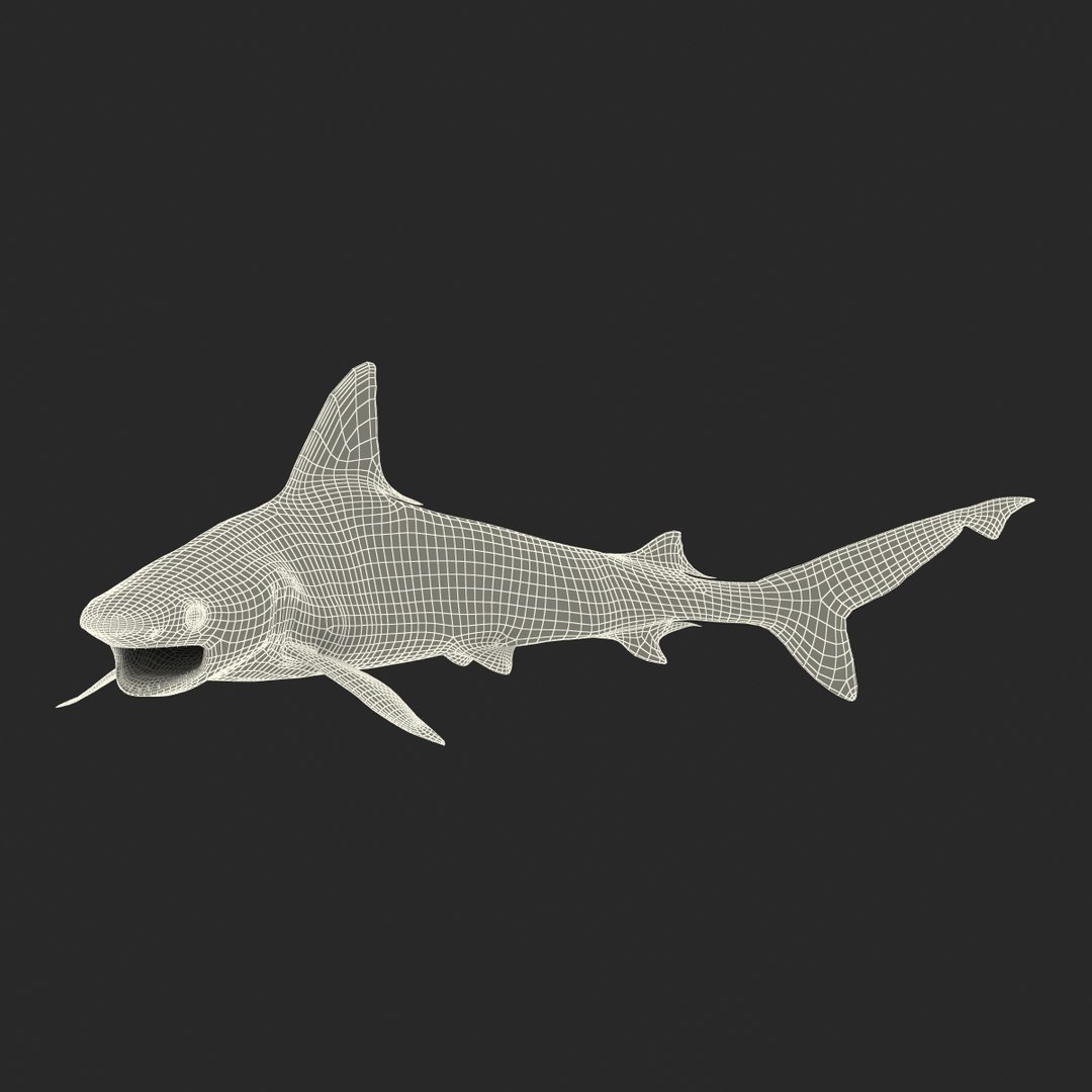3d sandbar shark pose 2 https://p.turbosquid.com/ts-thumb/TQ/L1lHY2/APNX079L/sandbarshark3dmodel22/jpg/1453577815/1920x1080/fit_q87/c68b95d54f67d24544602bc4e187551c4b60bfb8/sandbarshark3dmodel22.jpg