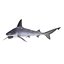 Sandbar Shark Pose 2 3D Model