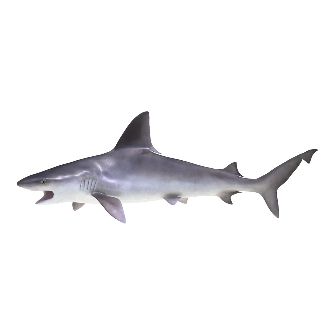 3d sandbar shark pose 2 https://p.turbosquid.com/ts-thumb/TQ/L1lHY2/FPMET97w/sandbarshark3dmodel02/jpg/1453577812/1920x1080/fit_q87/d8d0697331e9077e19c695df2ac3cdcb8907a24b/sandbarshark3dmodel02.jpg