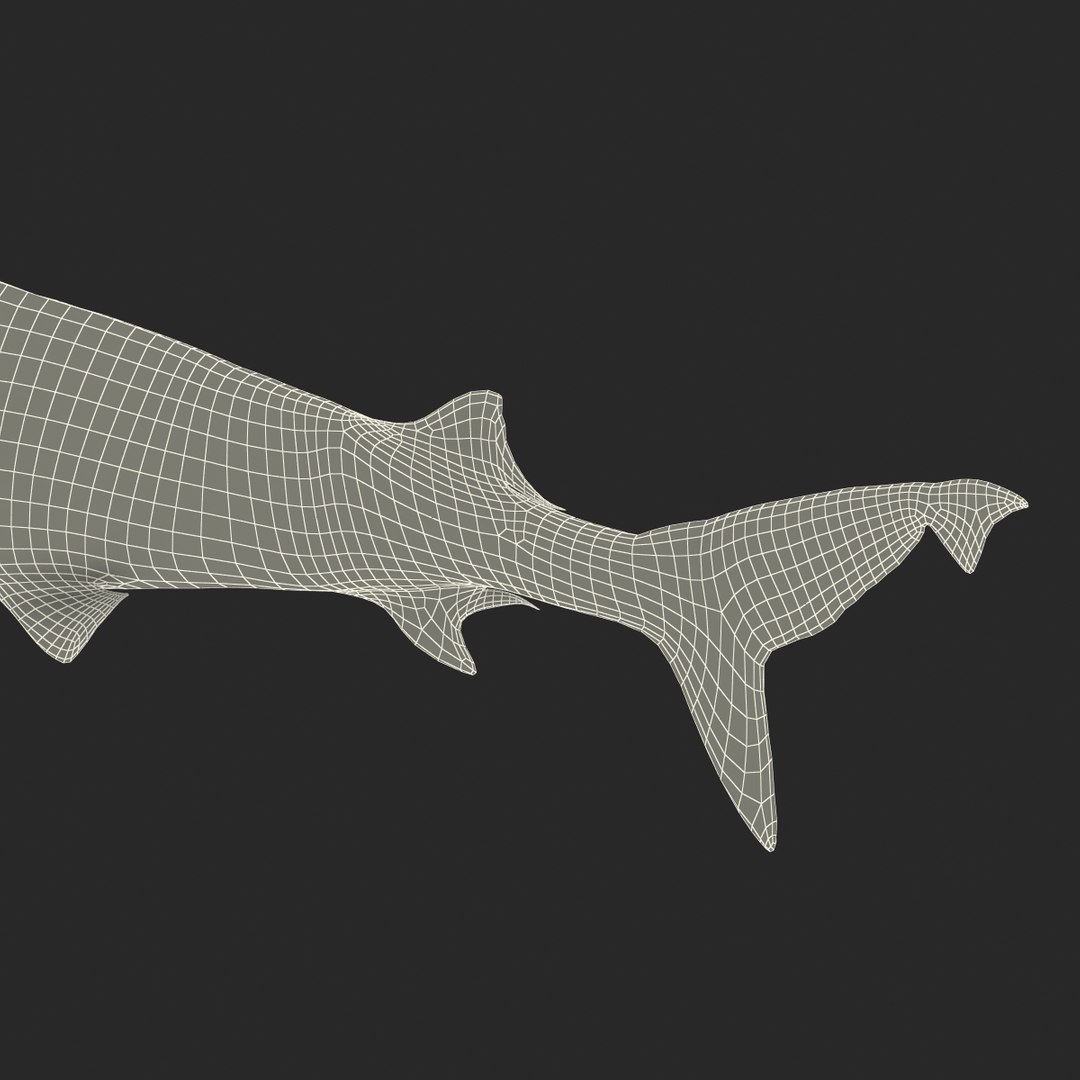 3d sandbar shark pose 2 https://p.turbosquid.com/ts-thumb/TQ/L1lHY2/GVS0AeBk/sandbarshark3dmodel28/jpg/1453577816/1920x1080/fit_q87/57f7a9afe1816c09bad13d84d99fa94dd958b9a9/sandbarshark3dmodel28.jpg