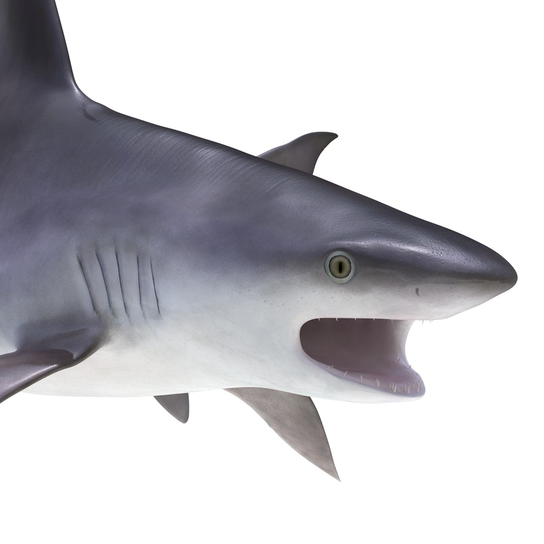 3d sandbar shark pose 2 https://p.turbosquid.com/ts-thumb/TQ/L1lHY2/I2z3XlKT/sandbarshark3dmodel12/jpg/1453577813/1920x1080/fit_q87/65503f0b2c8e301933b7721c9d2691aa098c0208/sandbarshark3dmodel12.jpg