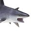Sandbar Shark Pose 2 3D Model
