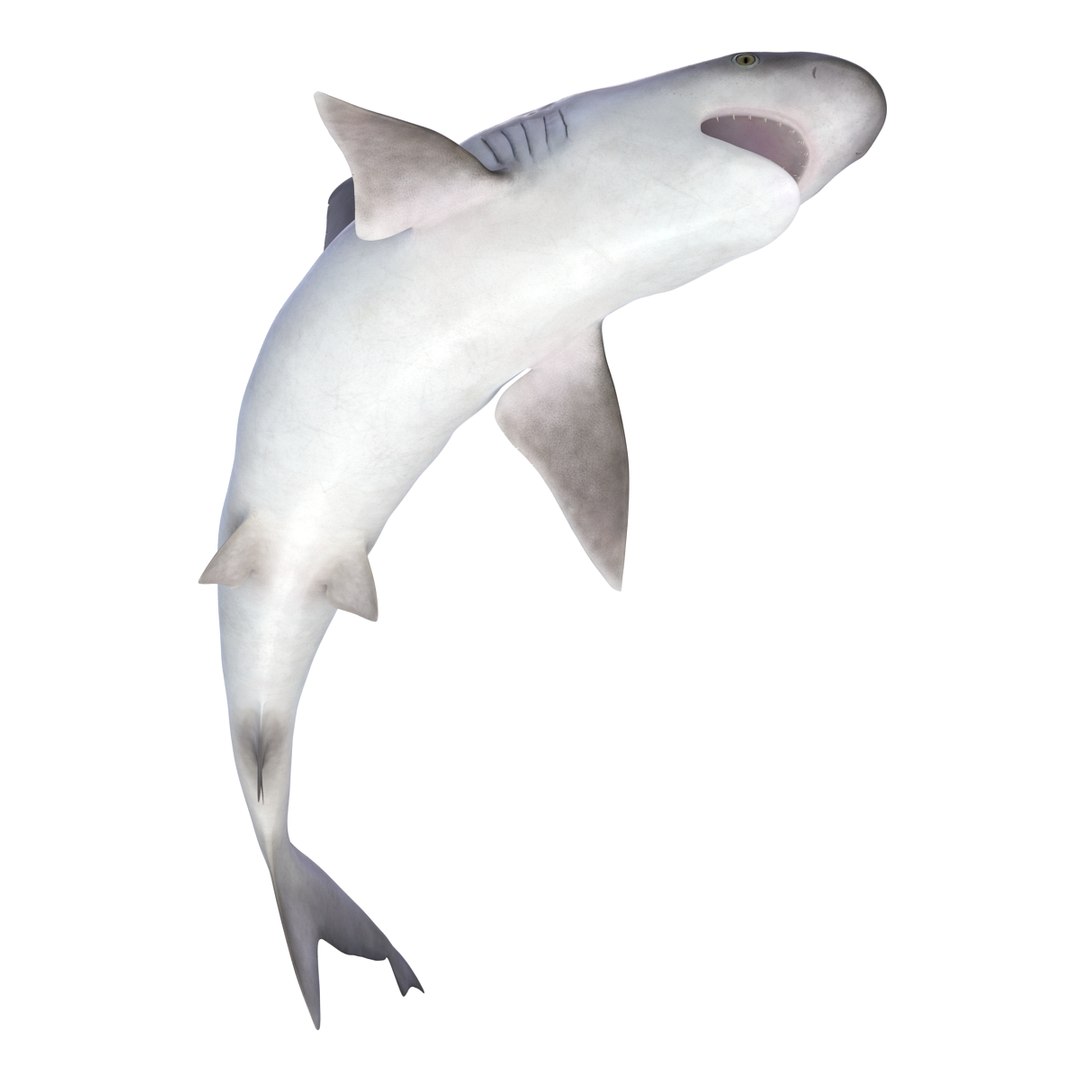 3d sandbar shark pose 2 https://p.turbosquid.com/ts-thumb/TQ/L1lHY2/KSdwSKQN/sandbarshark3dmodel09/jpg/1453577813/1920x1080/fit_q87/84f127242f036dc668c26d5a97a40c4a2e9c91f1/sandbarshark3dmodel09.jpg