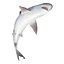 Sandbar Shark Pose 2 3D Model