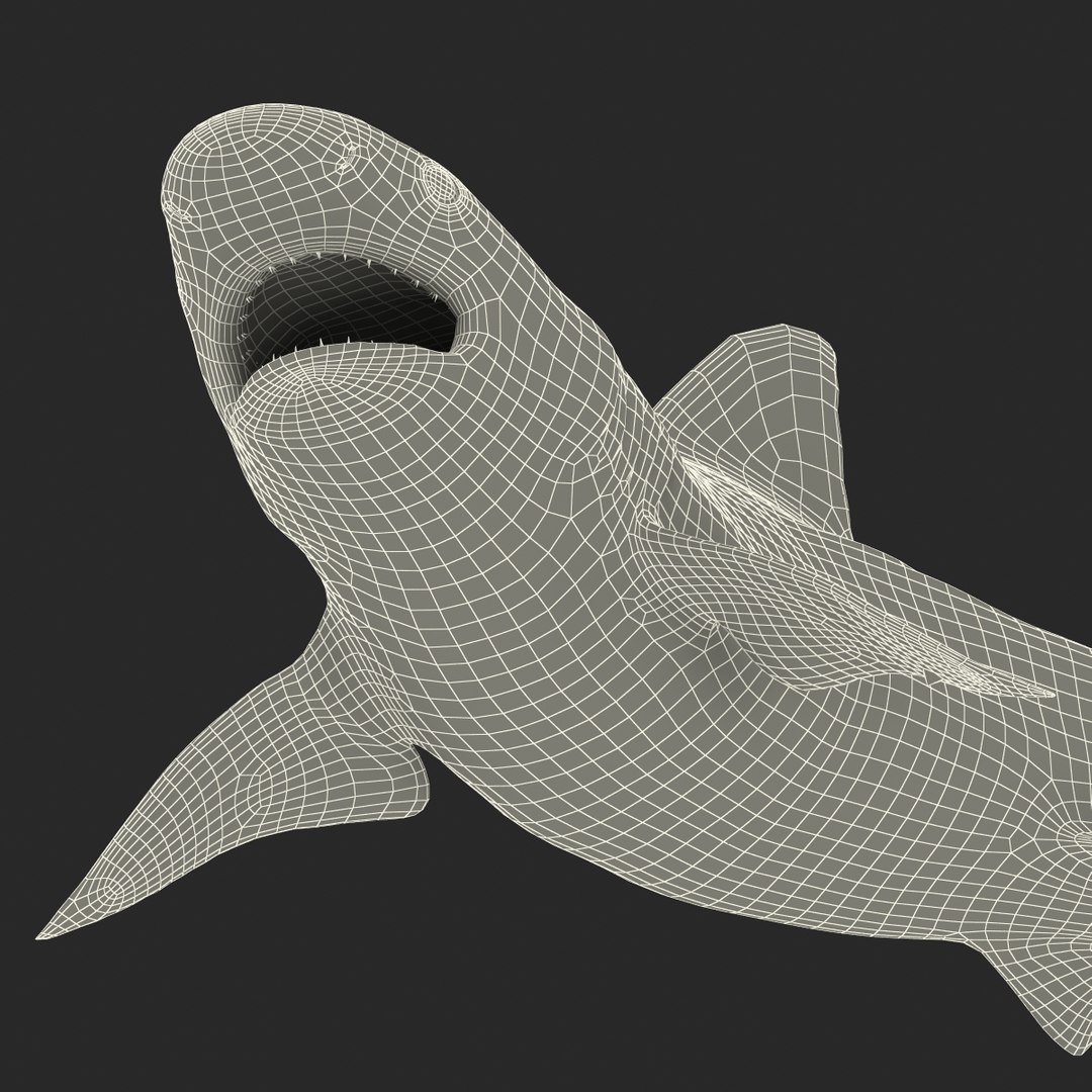 3d sandbar shark pose 2 https://p.turbosquid.com/ts-thumb/TQ/L1lHY2/Ky5mqrFX/sandbarshark3dmodel29/jpg/1453577816/1920x1080/fit_q87/ca3b5fc21b45f08743b0134cb6c973c42a0503d7/sandbarshark3dmodel29.jpg
