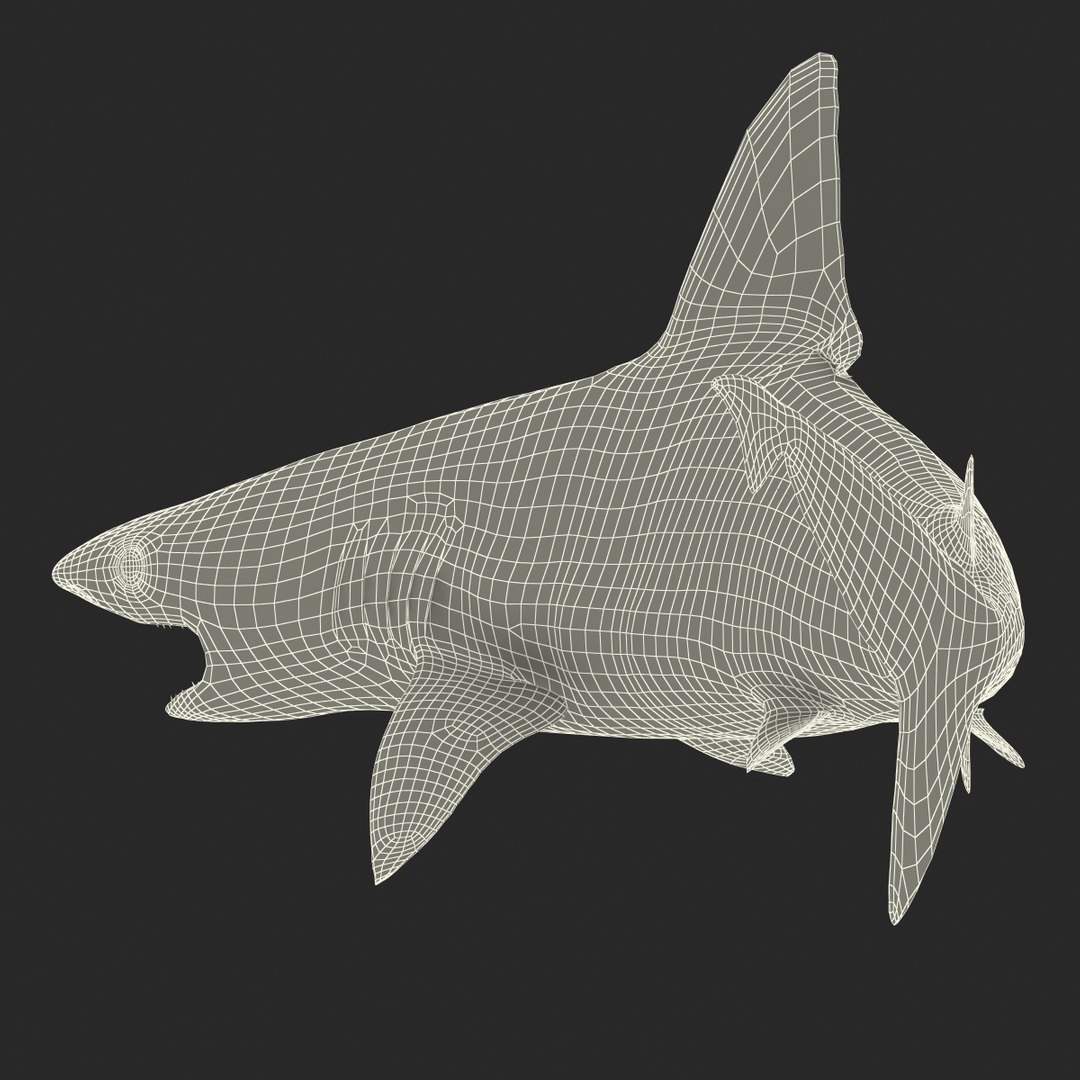 3d sandbar shark pose 2 https://p.turbosquid.com/ts-thumb/TQ/L1lHY2/SOlLiMr6/sandbarshark3dmodel23/jpg/1453577815/1920x1080/fit_q87/11db7093acaf725623b041af3f70820d763a9d01/sandbarshark3dmodel23.jpg