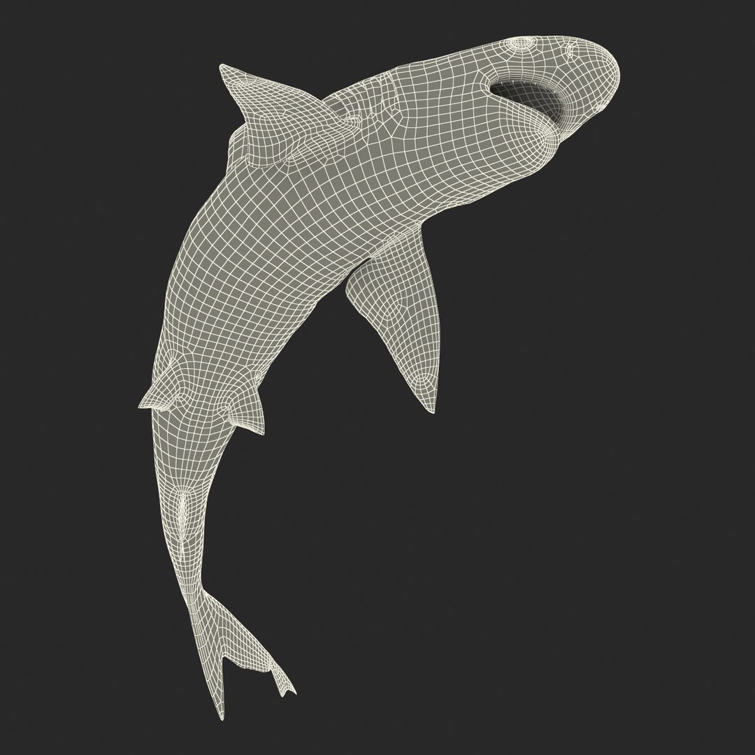 3d sandbar shark pose 2 https://p.turbosquid.com/ts-thumb/TQ/L1lHY2/SYD71lVD/sandbarshark3dmodel25/jpg/1453577815/1920x1080/fit_q87/a69255b3051971f4fccec569f26cd1e82dd78849/sandbarshark3dmodel25.jpg
