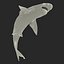 Sandbar Shark Pose 2 3D Model