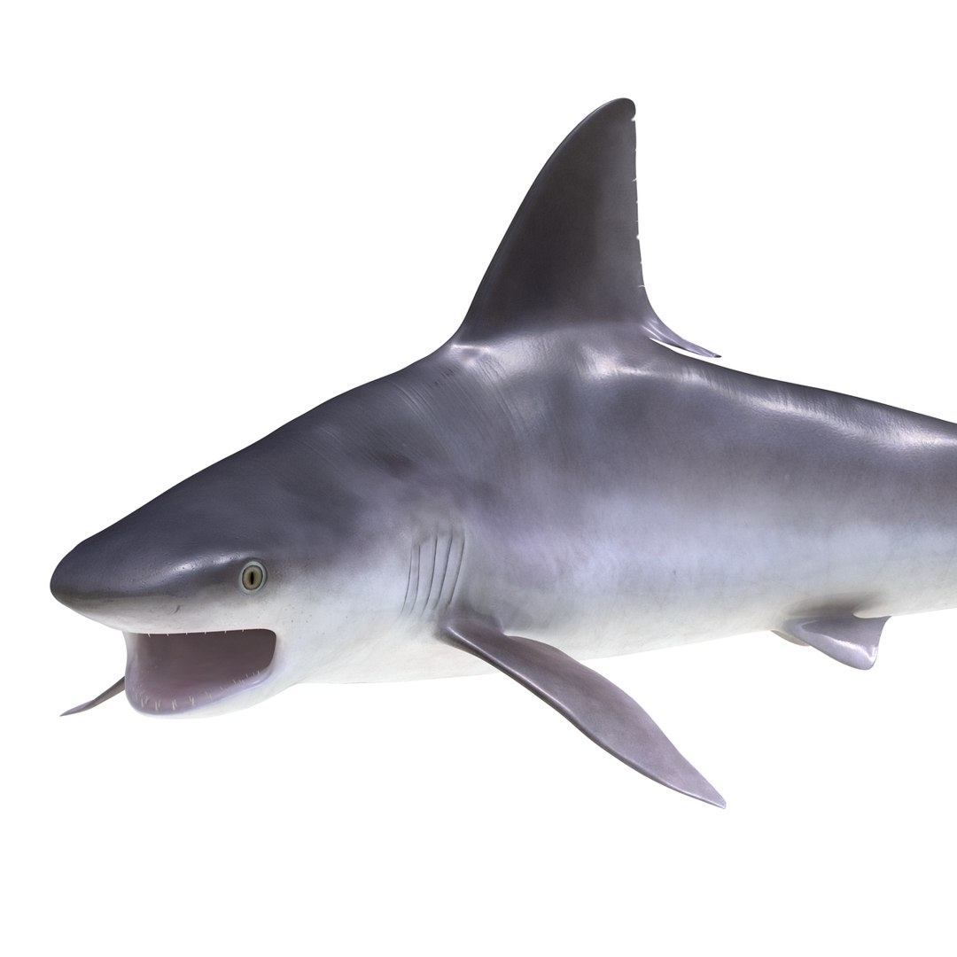 3d sandbar shark pose 2 https://p.turbosquid.com/ts-thumb/TQ/L1lHY2/WKJS3xwd/sandbarshark3dmodel11/jpg/1453577813/1920x1080/fit_q87/0865e7f5aecf5a4ea677cbb06f53a56a91e05867/sandbarshark3dmodel11.jpg