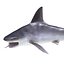 Sandbar Shark Pose 2 3D Model