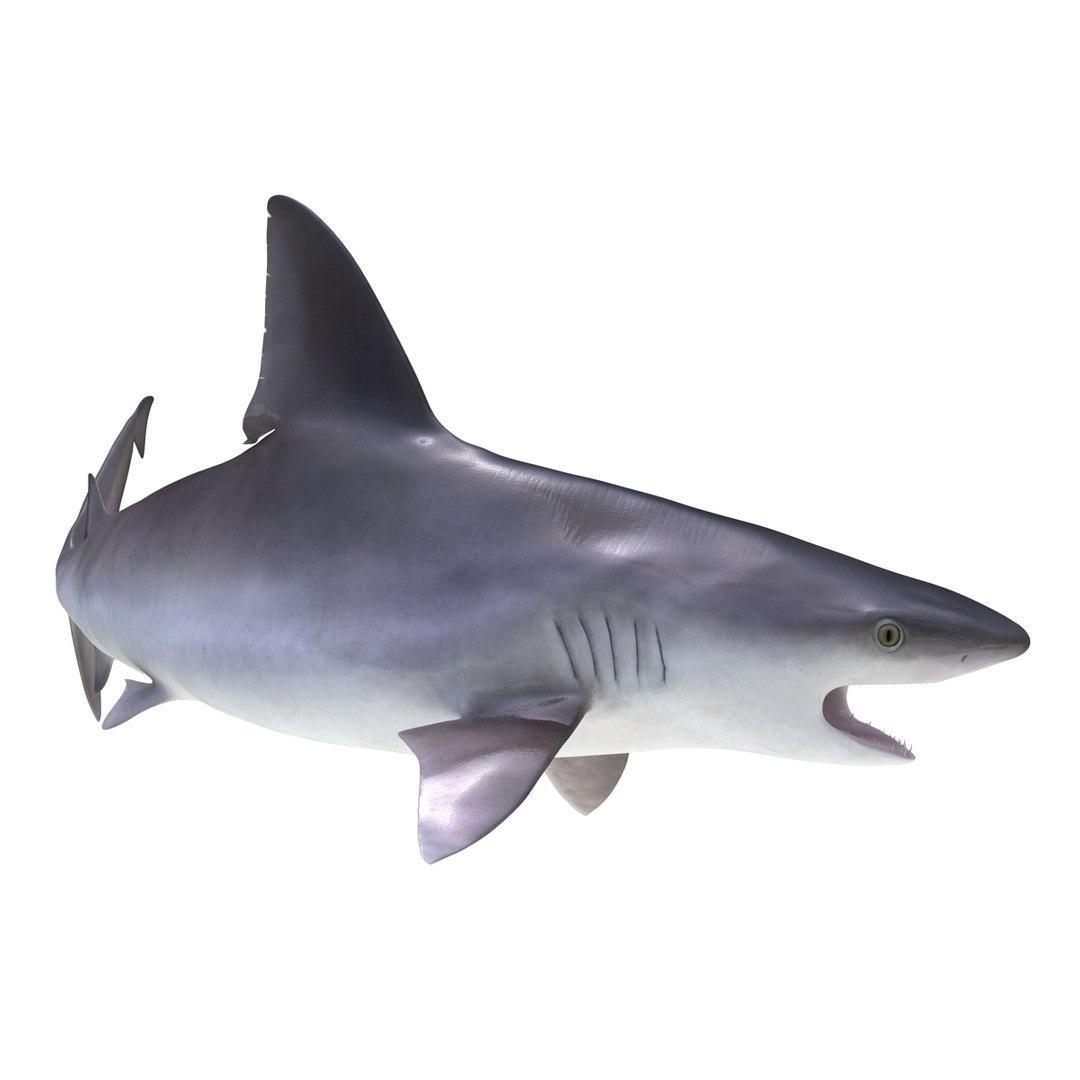 3d sandbar shark pose 2 https://p.turbosquid.com/ts-thumb/TQ/L1lHY2/aA1HuX4j/sandbarshark3dmodel03/jpg/1453577812/1920x1080/fit_q87/9b056cb8809112044e55f0e49c8c4d8972a72840/sandbarshark3dmodel03.jpg