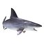 Sandbar Shark Pose 2 3D Model