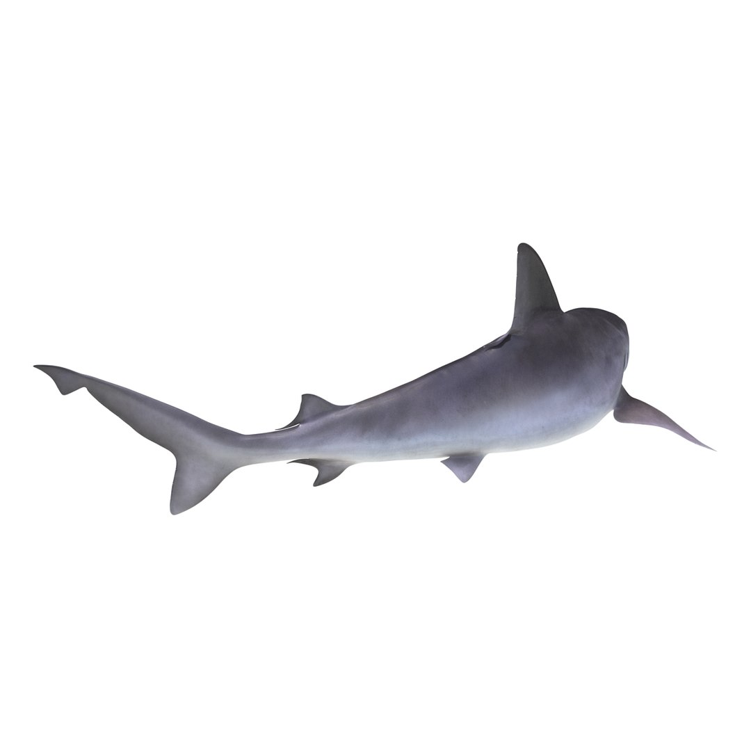 3d sandbar shark pose 2 https://p.turbosquid.com/ts-thumb/TQ/L1lHY2/gTTK5tm8/sandbarshark3dmodel04/jpg/1453577812/1920x1080/fit_q87/68a5d7d676e8e681fd73d14fa24ecdf4bf30d091/sandbarshark3dmodel04.jpg