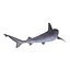 Sandbar Shark Pose 2 3D Model